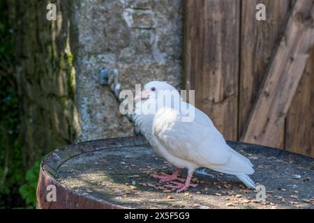 White Fantail Dove debout sur un vieux tonneau à Charlestown, Cornwall Banque D'Images