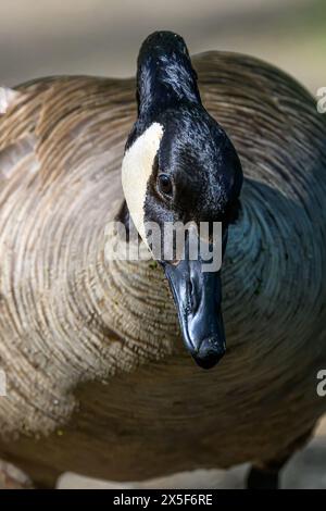 Gros plan de la tête d'une OIE du Canada (Branta canadensis) au Michigan, États-Unis. Banque D'Images