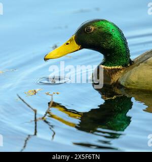 Gros plan de la tête d'un canard colverts mâle nageant (Anas platyrhynchos) comme une goutte d'eau de son bec frappe l'eau dans le Michigan, États-Unis. Banque D'Images