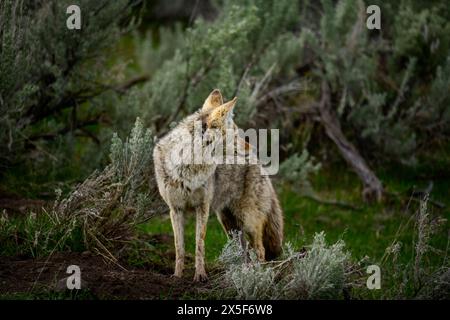 Un jeune Coyote en chasse dans le parc national de Yellowstone Banque D'Images