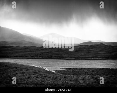 Un troupeau de moutons sur l'île de Harris, dans les Hébrides extérieures, en Écosse Banque D'Images