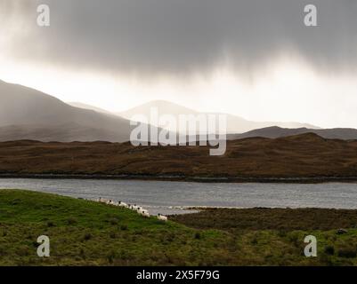 Un troupeau de moutons sur l'île de Harris, dans les Hébrides extérieures, en Écosse Banque D'Images