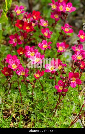 Saxifraga arendsii (Peter Pan) Banque D'Images