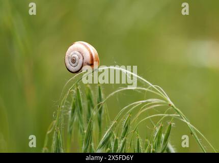 Escargot terrestre, Weiße Heideschnecke, Östliche Heideschnecke, Xerolenta obvia, lapos kórócsiga, Budapest, Hongrie, Magyarország, Europe Banque D'Images