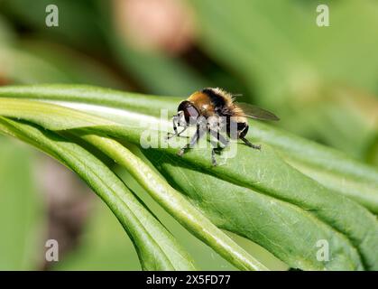 Mouche à bulbe Narcisse, mouche à bulbe plus grande, mouche à bulbe grande, mouche des narcisses, Mérodon equestris, változékony nárciszlégy, Hongrie, Magyarország, Europe Banque D'Images