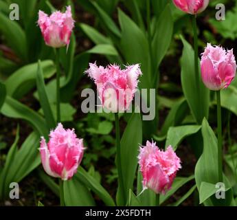 Un amas de tulipes huis Ten Bosch. Banque D'Images