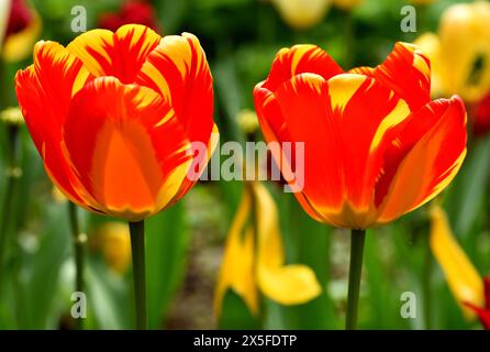 Deux fleurs vibrantes de la tulipe Banja Luka. Banque D'Images