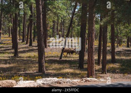 Scène de forêt sereine avec le pâturage de wapitis dans un espace naturel harmonieux, cadre de parc national. Banque D'Images