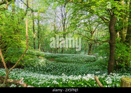 Ail sauvage (Allium ursinum) poussant dans un cadre boisé dans le Shropshire au Royaume-Uni Banque D'Images