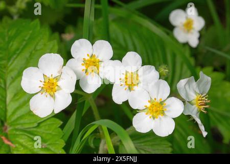 Walderdbeeren Fragaria vesca bluehen AM 09.05.2024 à Erfurt. Die Wald-Erdbeere gehoert zu den Rosengewaechsen. Zudem ist sie eine wichtige Nahrungsquelle fuer Voegel, die die die kleinen Fruechte gerne fressen. Les fraises sauvages Fragaria vesca fleurissent le 9 mai 2024 à Erfurt. La fraise sauvage appartient à la famille des roses. C'est aussi une source importante de nourriture pour les oiseaux, qui aiment manger les petits fruits. Recherche : Deutschland Thueringen Natur Pflanzen Erdbeeren Bluehen Buete Bluetezeit Wald Waldboden Walderdbeere Waldbeeren Wetter Wetterfeature Fruehling Fruehlingsfeature weisse Blueten Oekolog Banque D'Images