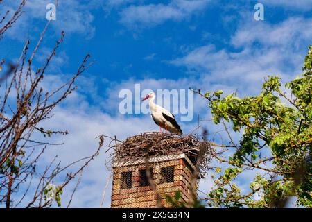 Cigogne blanche européenne Ciconia Ciconia sur le nid sur le dessus de la vieille cheminée en briques sur la saison de reproduction. Cigogne sur fond de ciel bleu. Banque D'Images