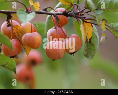 La pomme ornementale 'Evereste' est couramment utilisée comme arbre ornemental dans les jardins, les parcs et l'aménagement paysager. Banque D'Images