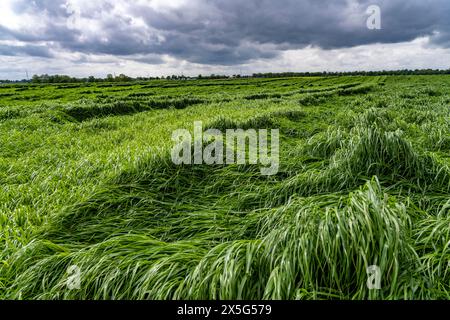 Champ de brins d'herbe abattus après de fortes pluies, près de Geilenkirchen NRW, Allemagne, Banque D'Images