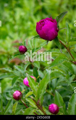 Pivoine rose avec des gouttes de pluie sur fond vert. le jardin de pivoines Banque D'Images