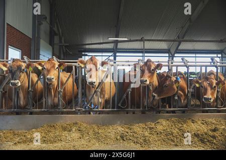 Mignonnes vaches Jersey dans une ferme au Danemark Banque D'Images