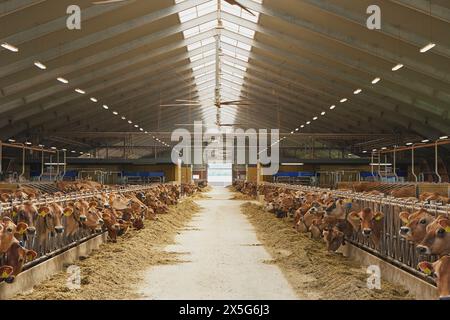 Mignonnes vaches Jersey dans une ferme au Danemark Banque D'Images