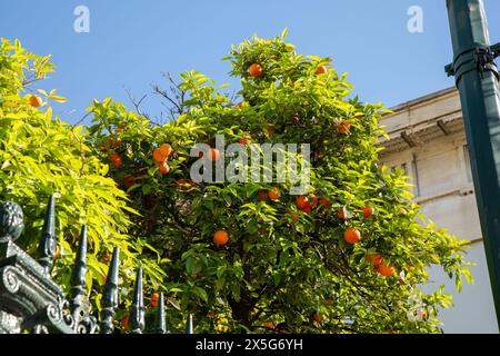 Oranges, Athènes, Grèce Banque D'Images