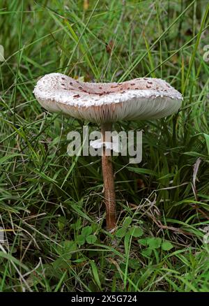 Champignon parasol, Macrolepiota procera (Lepiota procera, Leucocoprinus proceus), Lepiotaceae Banque D'Images