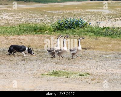 Chien de berger bordé collie de race pure menant un groupe d'oies dans le champ Banque D'Images