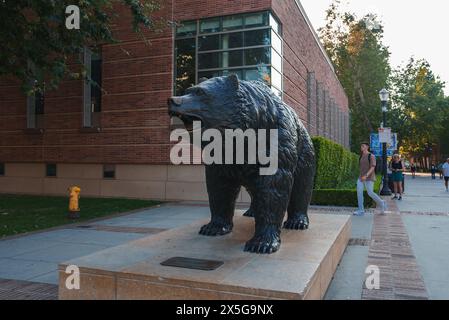 La statue de l'ours Bruin à l'UCLA sur le campus de l'UCLA. Banque D'Images