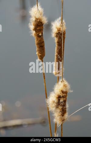 Gros plan de la masse de roseau commun (Phragmites australis) isolé sur un beau fond abstrait Banque D'Images