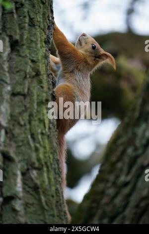 Écureuil roux eurasien mignon (Sciurus vulgaris) grimpant à un vieil arbre dans le parc national de Donau-Auen (Danube Auen) Banque D'Images