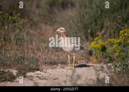 Oedicnème criard (Burhinus bistriatus) Banque D'Images