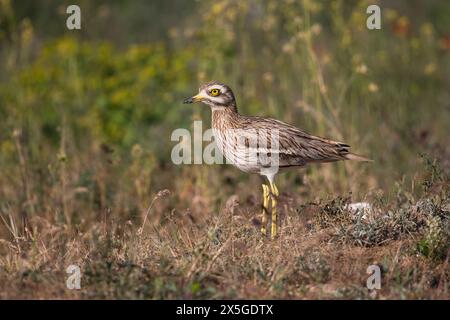 Oedicnème criard (Burhinus bistriatus) Banque D'Images