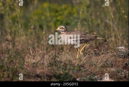 Oedicnème criard (Burhinus bistriatus) Banque D'Images