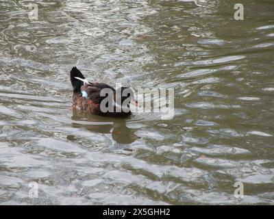 Canard noir avec ligne blanche sur le cou nageant dans le lac Banque D'Images