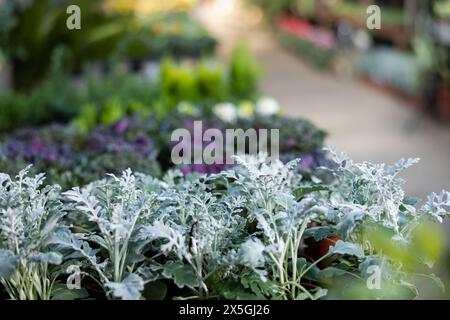 Culture de diverses fleurs à vendre en serre Banque D'Images