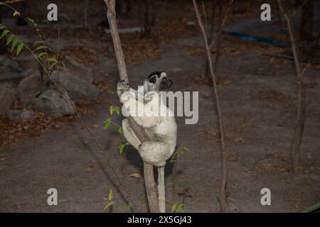 Sifaka blanc de Verreaux avec tête sombre sur la faune de l'île de Madagascar. primate mignon et curieux avec de grands yeux. Célèbre lémurien dansant Banque D'Images