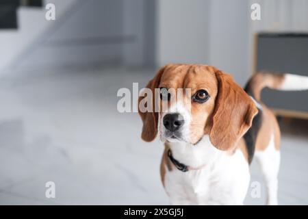 Portrait d'un chien Beagle debout sur un sol blanc et regardant la caméra. Banque D'Images