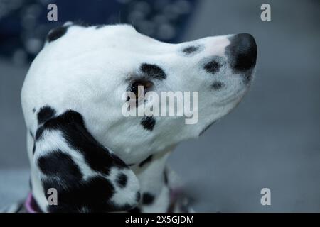 Adorable chien dalmate avec femme méconnaissable à l'intérieur. Charmant animal de compagnie Banque D'Images