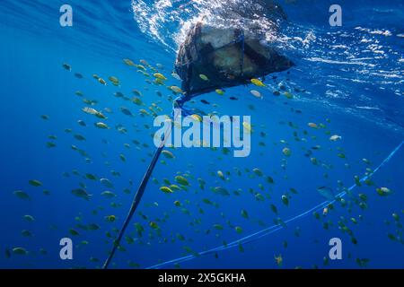 Refuge de poissons autour d'un FAD au large de la République démocratique du Timor-Leste. Cette bouée fait partie d'un dispositif de concentration de poissons employé au large par les indigènes à A. Banque D'Images