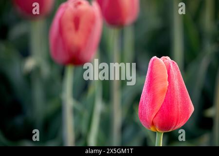 WA24765-00..... WASHINGTON - champ de tulipes rouges dans la vallée de Skagit. Banque D'Images