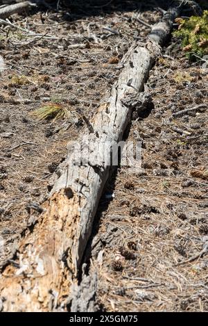 Une longue bûche est sur le sol avec des aiguilles de pin éparpillées autour. La bûche est partiellement pourrie et comporte quelques trous Banque D'Images