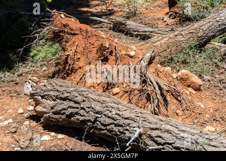 Un grand tronc d'arbre a été déraciné et repose sur le sol. La zone environnante est couverte de saleté et de rochers Banque D'Images