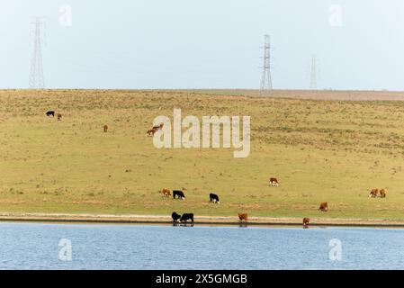 Un troupeau de vaches paissent dans un champ près d'un plan d'eau. La scène est paisible et sereine, avec les vaches dispersées dans le champ et le Wat Banque D'Images