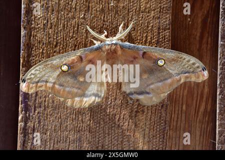 La nuit des papillons de nuit en gros plan. Détails de l'antenne Banque D'Images