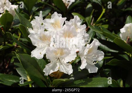 Azalées blanches en fleur Rhododendron luteum Banque D'Images