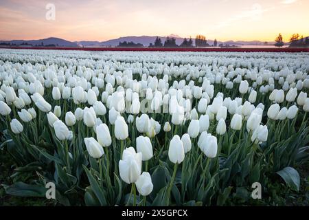 WA25166-00...WASHINGTON - lever de soleil dans les champs de tulipes de la vallée de la Skagit. Banque D'Images