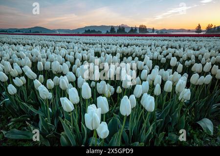WA25167-00...WASHINGTON - lever de soleil dans les champs de tulipes de la vallée de la Skagit. Banque D'Images