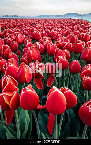 WA25169-00...WASHINGTON - tôt le matin aux champs de tulipes RoosenGaarde dans la vallée de Skagit. Banque D'Images