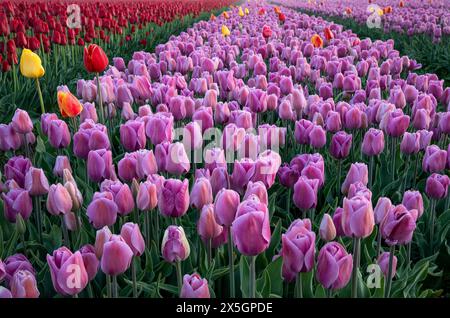 WA25170-00...WASHINGTON - tôt le matin aux champs de tulipes RoosenGaarde dans la vallée de Skagit. Banque D'Images
