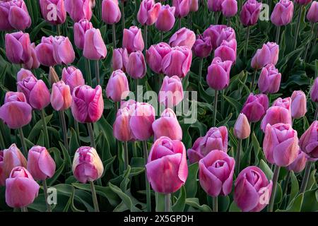 WA25171-00...WASHINGTON - tôt le matin aux champs de tulipes RoosenGaarde dans la vallée de Skagit. Banque D'Images