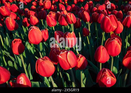 WA25177-00...WASHINGTON - Tulipes rouges sous le soleil tôt le matin dans la plaine inondable de la rivière Skagit près du mont Vernon. Banque D'Images