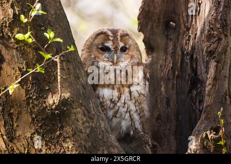 Chouette Tawny captive (Strix aluco) assise dans un arbre pendant la journée au British Wildlife Centre, Newchapel, Lingfield, Surrey, Royaume-Uni. Banque D'Images