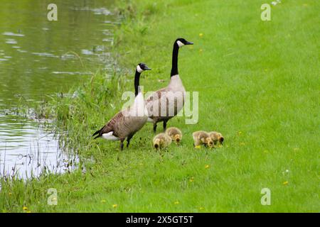 Famille d'oies dans la rivière, sur l'herbe Banque D'Images