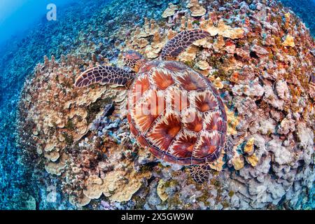 Une tortue verte, Chelonia mydas, au-dessus du récif au large de Gun Beach sur l'île de Guam en Micronésie. C'est une espèce menacée. Banque D'Images